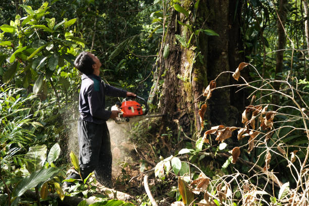 Best Commercial Tree Services  in Waynesboro, VA